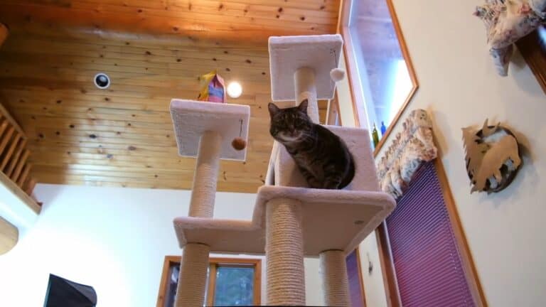 Unique Cat Trees for Large Cats