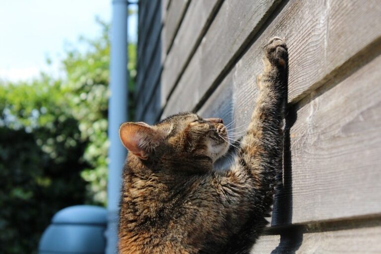 How Do Cats Climb Walls